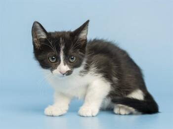 INEZ -  Domestic Short Hair Cat for Adoption in Phoenix, Arizona - INEZ | PetCurious