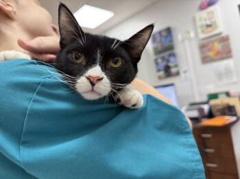 Big Boss -  Domestic Short Hair and Tuxedo Cat for Adoption in Chandler, Arizona - Big Boss | PetCurious