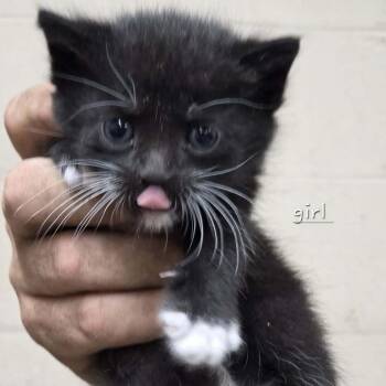 Domestic Short Hair Cats Available for Adoption in Madison, Wisconsin - Shaylee | PetCurious
