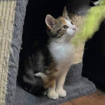 Piccolina C12801 -  Domestic Short Hair Cat for Adoption - Piccolina C12801 | PetCurious