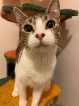 Swiffer -  Domestic Short Hair Cat for Adoption in Ontario, New York - Swiffer | PetCurious