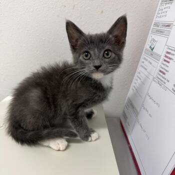 Izzy I3 -  Domestic Short Hair Cat for Adoption in Edinburg, Texas - Izzy I3 | PetCurious