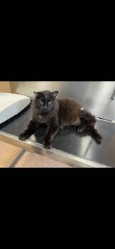 Rescue Maine Coon Cats for Adoption in Castile, New York - Tipper | PetCurious