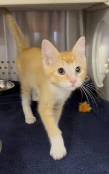 ALEX -  Domestic Short Hair Cat for Adoption in St. Peters, Missouri - ALEX | PetCurious