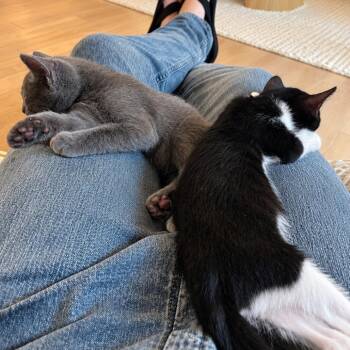 Milo (AKA Grey) -  Domestic Medium Hair Cat for Adoption in Tustin, California - Milo (AKA Grey) | PetCurious
