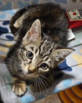 Traveler -  Domestic Short Hair Cat for Adoption in Centerville, Georgia - Traveler | PetCurious