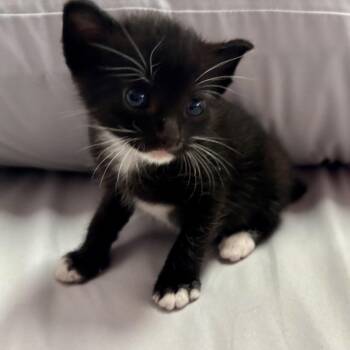 Domestic Short Hair Cats Available for Adoption in Pahoa, Hawaii - Nubbs | PetCurious