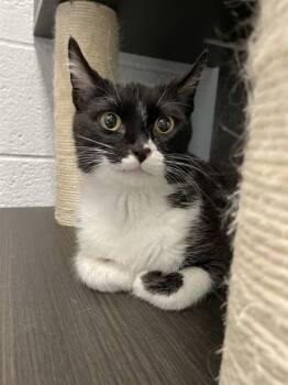 Rescue Domestic Short Hair Cats for Adoption in Salt Lake City, Utah - Zorra | PetCurious
