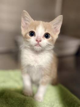 Domestic Short Hair Cats Available for Adoption in Picayune, Mississippi - Sammy | PetCurious
