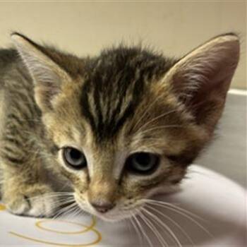 Domestic Short Hair Cats Available for Adoption in Pleasant Hill, California - A1045889 Snowshoes | PetCurious