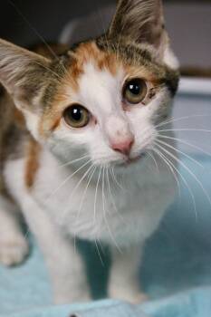 Linda -  Domestic Short Hair Cat for Adoption in Morgantown, Kentucky - Linda | PetCurious