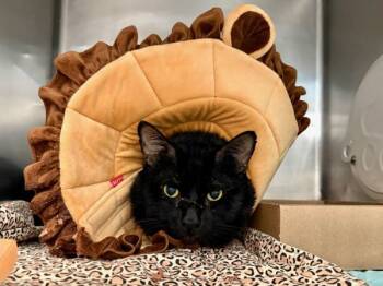 Rescue Domestic Short Hair Cats for Adoption in New York, New York - Leo Dicatprio | PetCurious
