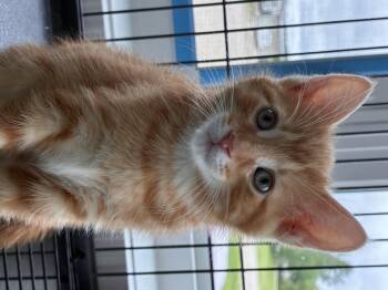Breadcrumb -  Domestic Short Hair Cat for Adoption in Steinbach, Manitoba - Breadcrumb | PetCurious