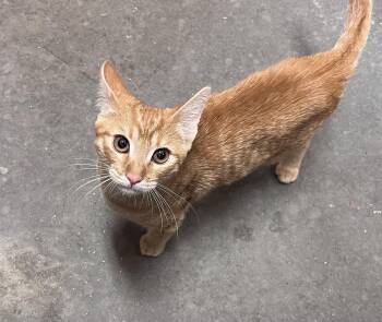 Ryan -  Domestic Short Hair Cat for Adoption in Scottsdale, Arizona - Ryan | PetCurious