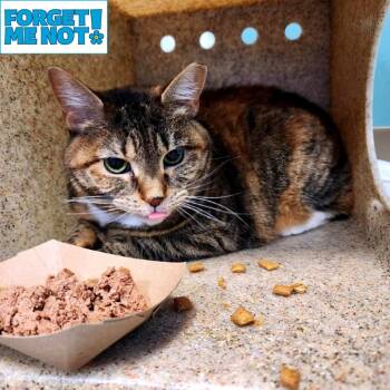Peru -  Domestic Short Hair Cat for Adoption in Baltimore, Maryland - Peru | PetCurious