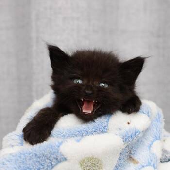 Domestic Long Hair Cats Available for Adoption in Hattiesburg, Mississippi - Gertie | PetCurious