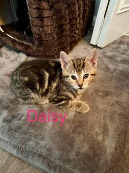 Daisy -  Domestic Short Hair Cat for Adoption - Daisy | PetCurious