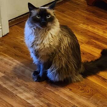 Rescue Domestic Long Hair Cats for Adoption in Sonora, California - Jojo | PetCurious