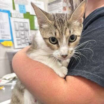 Ora -  Domestic Short Hair Cat for Adoption in Columbiana, Alabama - Ora | PetCurious