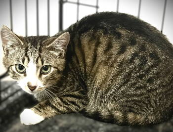 Rescue Tabby and Domestic Medium Hair Cats for Adoption in Fort Myers, Florida - Pacino | PetCurious