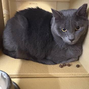 Russian Blue Cats Available for Adoption in Vails Gate, New York - Lady Gray | PetCurious