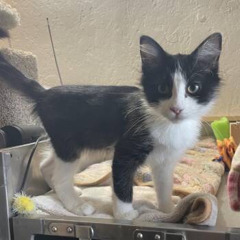 Phantom -  Domestic Medium Hair Cat for Adoption in Prescott, Arizona - Phantom | PetCurious