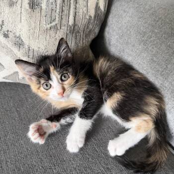 Pepper -  Domestic Short Hair Cat for Adoption in Lewisville, Texas - Pepper | PetCurious