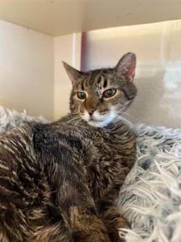 Domestic Short Hair Cats Available for Adoption - SAM | PetCurious