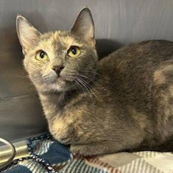 Possum -  Domestic Short Hair Cat for Adoption in Knoxville, Tennessee - Possum | PetCurious
