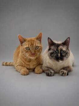 Sheldon Bonded w/ Shay -  Domestic Short Hair Cat for Adoption in Bowling Green, Kentucky - Sheldon Bonded W/ Shay | PetCurious