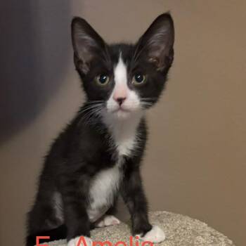 Amelia -  Domestic Short Hair Cat for Adoption in NEW PT RICHEY, Florida - Amelia | PetCurious