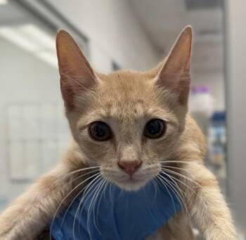 Red Oyster -  Domestic Short Hair Cat for Adoption in Golden, Colorado - Red Oyster | PetCurious