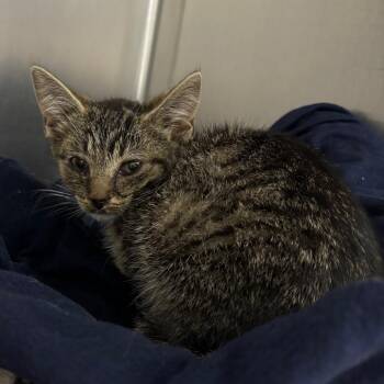 Odysseus - Chow Hound Northland -  Domestic Short Hair Cat for Adoption in Grand Rapids, Michigan - Odysseus - Chow Hound Northland | PetCurious
