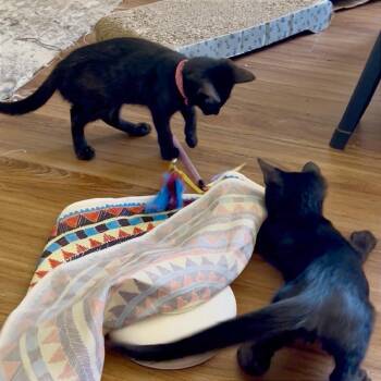 Violet -  Domestic Medium Hair Cat for Adoption in Pleasant Hill, California - Violet | PetCurious