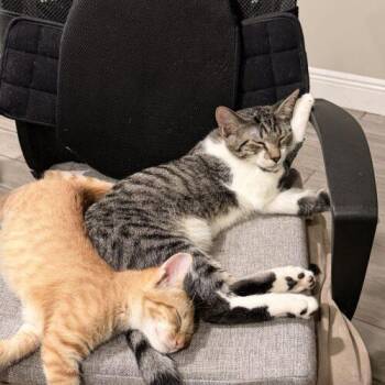 Guss -  Domestic Short Hair Cat for Adoption in Tampa, Florida - Guss | PetCurious