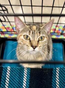 Torbie Cats Available for Adoption - Pumpkin Spice RL | PetCurious