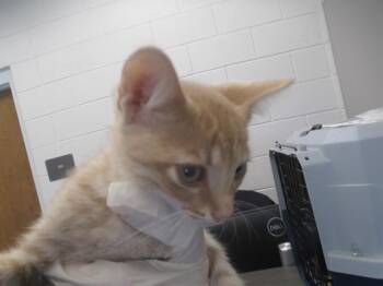 RAIN -  Domestic Short Hair Cat for Adoption in Ocala, Florida - RAIN | PetCurious