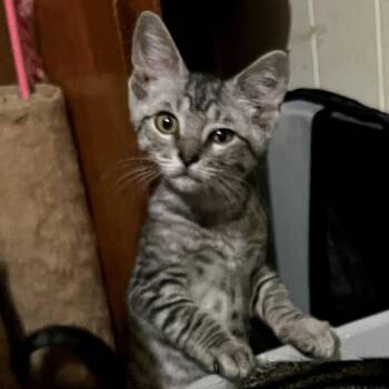 Silver Surfer -  Domestic Short Hair Cat for Adoption in Centerville, Tennessee - Silver Surfer | PetCurious