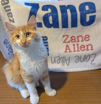Rescue Domestic Medium Hair Cats for Adoption in Hoyleton, Illinois - Zane | PetCurious