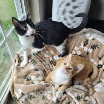 Mufasa & Malcom -  Domestic Short Hair Cat for Adoption in Indianapolis, Indiana - Mufasa & Malcom | PetCurious
