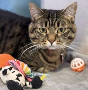 Iris -  Domestic Short Hair Cat for Adoption in Stanwood, Washington - Iris | PetCurious