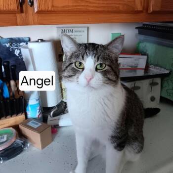 Angel -  American Shorthair Cat for Adoption in Spring Hill, Kansas - Angel | PetCurious
