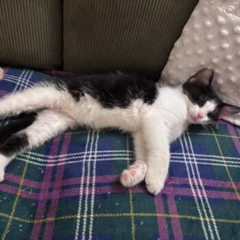 Theodore -  Domestic Short Hair Cat for Adoption in Carmel, Indiana - Theodore | PetCurious