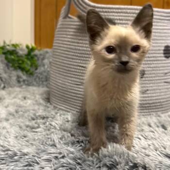 WHISPER -  Siamese Cat for Adoption in Graham, Washington - WHISPER | PetCurious