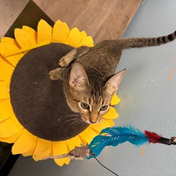 Rose -  Domestic Short Hair Cat for Adoption in NEW PT RICHEY, Florida - Rose | PetCurious