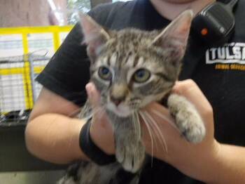 MCKINLEY -  Domestic Short Hair Cat for Adoption in Tulsa, Oklahoma - MCKINLEY | PetCurious