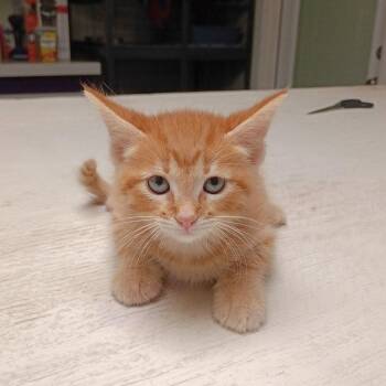 Domestic Short Hair Cats Available for Adoption in Dallas, Texas - Garfield | PetCurious