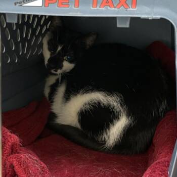 Kayak -  Domestic Short Hair Cat for Adoption in Enfield, New Hampshire - Kayak | PetCurious