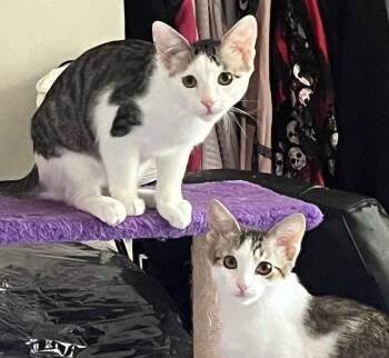 Loki and Lyra -  Domestic Short Hair Cat for Adoption in Lenexa, Kansas - Loki And Lyra | PetCurious