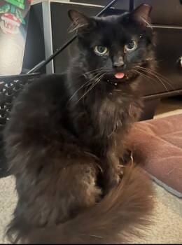 Regan -  Domestic Short Hair Cat for Adoption in The Woodlands, Texas - Regan | PetCurious